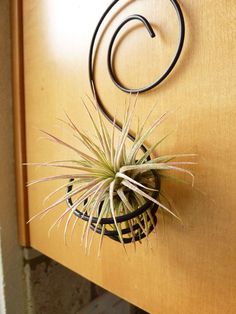 an air plant hanging from the side of a wooden cabinet with a metal hook on it