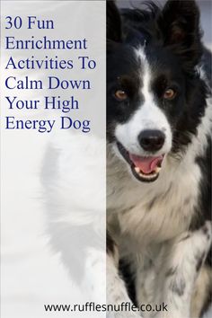 a black and white dog with the words 30 fun enrichment activities to calm down your high energy dog