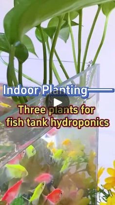 an aquarium with plants and fish in it that is labeled indoor planting three plants for fish tank hydroponies