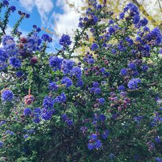 the blue flowers are blooming on the tree