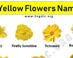 yellow flowers names in english with pictures and description for each flower, including the name