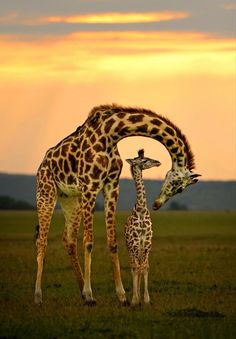 a mother giraffe and her baby standing in the grass