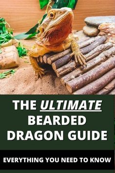 the ultimate bearded dragon guide everything you need to know