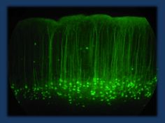 green light is shining on the surface of a large object with long, thin lines