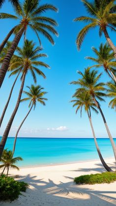 palm trees on the beach with blue water in the background