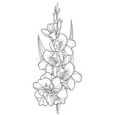 a line drawing of flowers on a white background