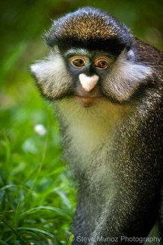 a close up of a monkey in the grass