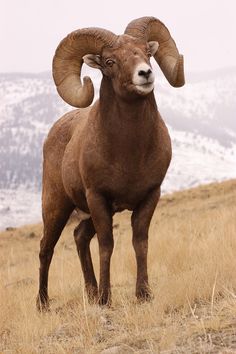 a brown ram standing on top of a dry grass field