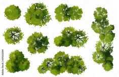 an overhead view of green trees on a white background