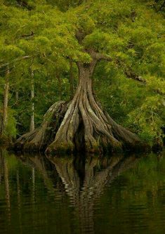 a tree that is in the middle of some water with it's roots sticking out