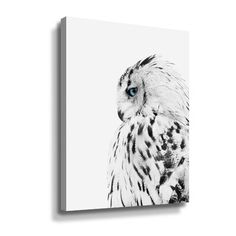 an owl with blue eyes sitting in front of a white background, on a black and white