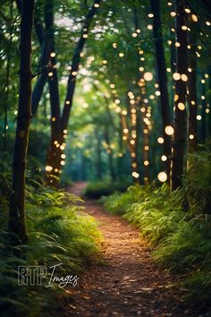 a path in the woods with lots of lights strung from it's trees and grass