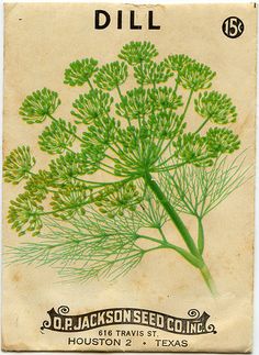 an old seed packet with some plants growing out of it's top half, and the words dill written in black