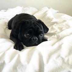 a small black dog laying on top of a white comforter in a bed room