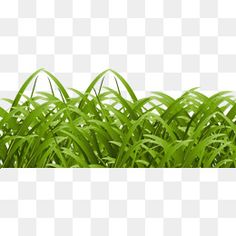 the grass is green and has long, thin leaves on it transparent background png