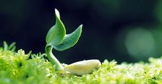 a small plant sprouting from the ground