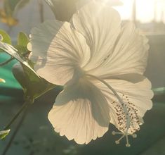 a large white flower sitting on top of a green plant