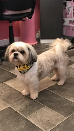 a small white dog standing on top of a tile floor