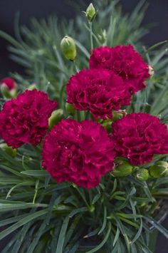 some red flowers are growing in the grass