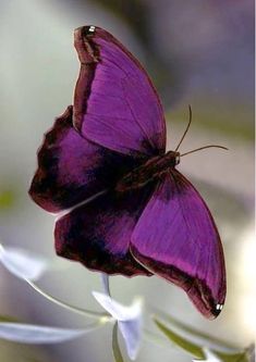 a purple butterfly sitting on top of a flower