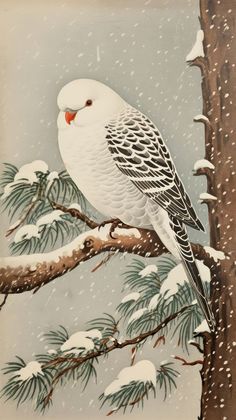 a white bird perched on top of a tree branch in the snow with pine needles