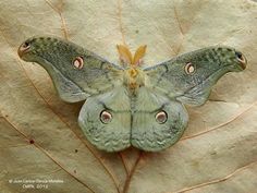 a large green moth sitting on top of a leaf