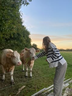 a woman is feeding two cows behind a barbed wire fence in a field at sunset