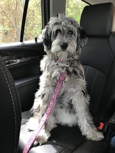 a dog sitting in the back seat of a car with its leash tied around it's neck