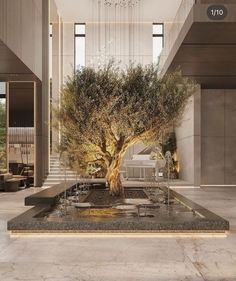 an olive tree in the middle of a room