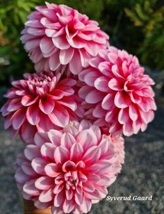 some pink flowers are in a vase on the ground