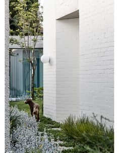 a dog is standing in the grass next to a white brick wall and tree with green leaves