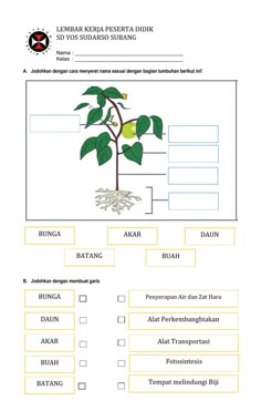 a plant is shown in the diagram below