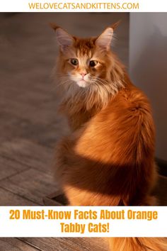 an orange and white cat sitting on the floor with text overlay that reads 20 must know fact about orange tabby cats