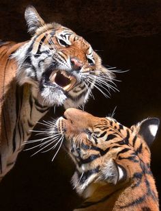 two tigers are playing with each other in the dark, and one is yawning