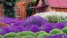 purple and white flowers in front of a wooden house