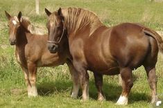 two brown horses standing next to each other on a lush green field