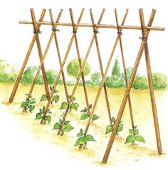 an illustration of several wooden trelliss with green plants growing on the top and bottom