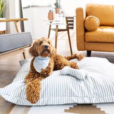 a brown dog sitting on top of a pillow