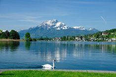 a white swan swimming on top of a lake next to a lush green hillside covered in snow capped mountains