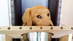 a dog sitting in a chair with its head sticking out from behind the back of it