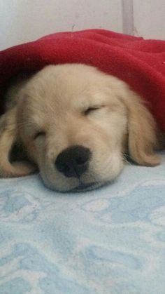 a puppy sleeping under a red blanket on top of a bed