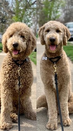 two poodles sitting on the sidewalk with their leashes