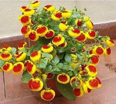 a potted plant with yellow and red flowers on the outside floor, in front of a wall