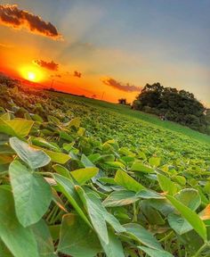 the sun is setting over a field with green plants and trees in the foreground