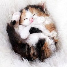 a cat sleeping on top of a fluffy white blanket