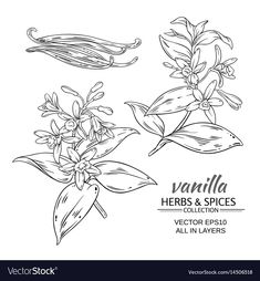 vanilla herbs and spices on a white background with text in the middle royalty illustration, clip art