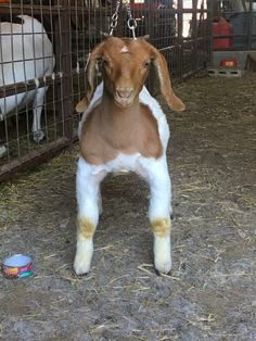 a brown and white baby goat standing next to a cage