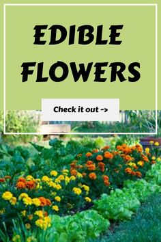 the words edible flowers check it out in front of a garden