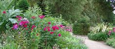 a garden filled with lots of different types of flowers