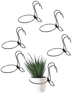 a potted plant is surrounded by eight circular wire hangers on a white wall